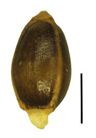 Nutlet (black scale bar is 1mm)