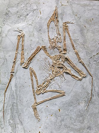 图为在辽宁朝阳市发现的早白垩世董氏中国翼龙（Sinopterus dongi）化石。