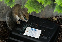 A tree squirrel sits atop a rodent bait station in a garden, holding and eating a blue bromadiolone tablet.