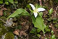 Western wake-robin (Trillium ovatum)