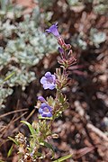 Flowers of Penstemon goodrichii