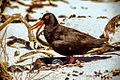 African oystercatcher shading eggs