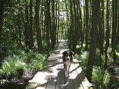 Lake Aspen, nature path