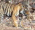 The Bengal tiger is the national animal of India.<ref>{{cite book