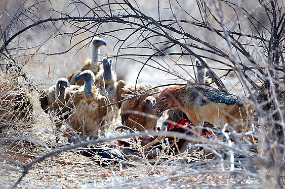 -Black-backed jackal (canis mesomelas) fighting off white-backed vultures (gyps africanus) over a Springbok carcass near Okaukuejo in Etosha National Park, Namibia