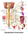 Schematic Illustration of Sympathetic Innervation