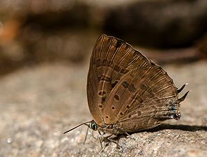 Ventral view