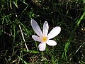 Colchicum alpinum in the Grandes Rousses