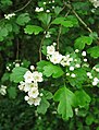 Hawthorn blossum