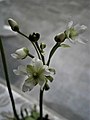 Dionaea muscipula flowering