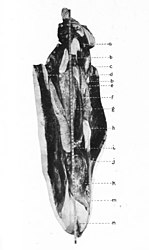 #109 (?/12/1933) Dissected mantle showing internal organs (Frost, 1934:114 & pl. 3; see also labelled diagram of same and caudal fin)