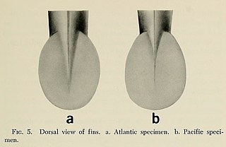 #149 (18/2/1961) and #164 (17/12/1963) Dorsal view of the fins of the same two juvenile giant squid specimens (Roper & Young, 1972:213, fig. 5)