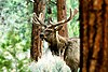 The Datil Mountains are home to elk. Photo: US Forest Service.