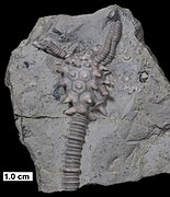 Melocrinites nodosus spinosus, a spiny, stalked crinoid from the Middle Devonian of Wisconsin