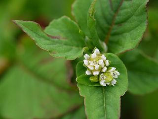 White flowers