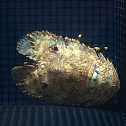 日本岩礁扇虾（英语：Parribacus japonicus）
