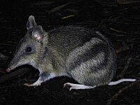 Eastern barred bandicoot (Perameles gunnii)