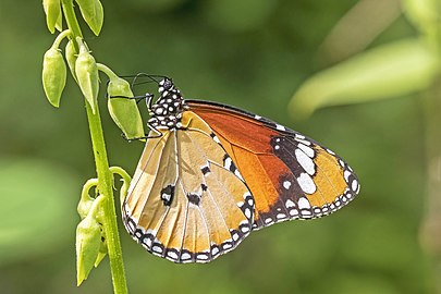 Plain tiger Danaus chrysippus ♂ India