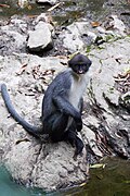 Miller's langur