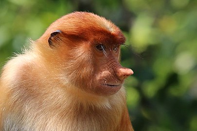 Proboscis monkey Nasalis larvatus ♀ Malaysia