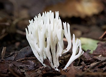 White coral fungus