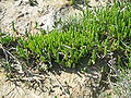 Salicornia europaea