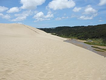 Sand Forest from Afar