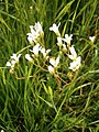 Saxifraga granulata