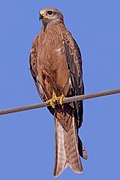 A black kite (bird) sitting on a metal wire