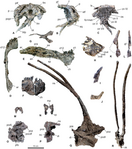 Skeletal elements of the Bajadasaurus holotype