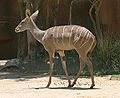 Southern Lesser Kudu