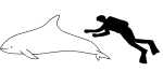 White beaked dolphin size