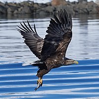 White-tailed eagle, wings outstretched, and a small fish in its claws, as it sours above disturbed water.