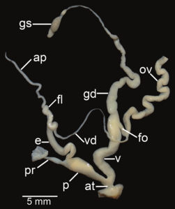 Amphidromus roseolabiatus; ap – appendix; at – atrium; e – epiphallus; fl – flagellum; fo – free oviduct; gd – gametolytic duct; gs – gametolytic sac; ov – oviduct; p – penis; pr – penial retractor muscle; v – vagina; vd – vas deferens