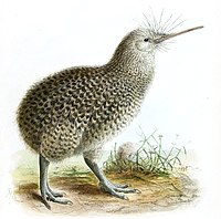 Illustration by J. G. Keulemans from a work by G. D. Rowley, 1870s