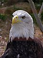 Bald Eagle at the Shubenacadie Wildlife Park