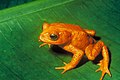 Image 15Golden toad