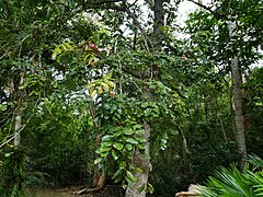 Tree in Cairns Botanic Gardens