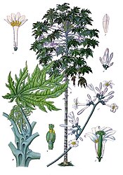 Carica papaya L. (whole plant, flowers)