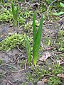 Colchicum autumnale young leaves