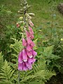 Digitalis purpurea