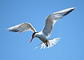 Look! Look! Is this elegant tern a beautiful bird or is it a beautiful bird?