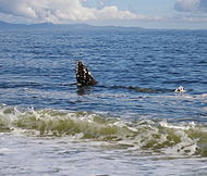 Gray whale cavorting