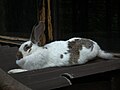 睡觉的家兔