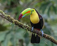 Keel-billed toucan (Ramphastos sulfuratus)