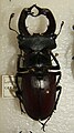 Lucanus cervus