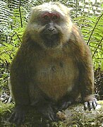 Brown monkey