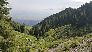 A forest in Parachinar