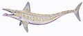 副旋齿鲨属模式种复原图，属于尤金齿目