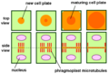 Phragmoplast and cell plate formation during plant cell cytokinesis